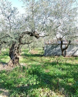 MOSCUFO ANNESSO CON TERRENO AGRICOLO
