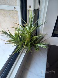 pianta di tillandsia  aeranthos