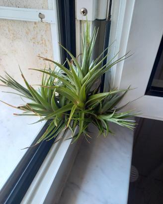 pianta di tillandsia  aeranthos