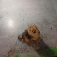Pomerania toy