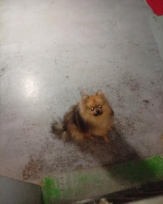 Pomerania toy