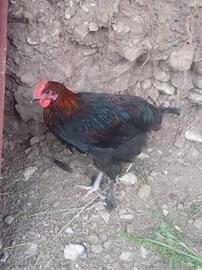 Marans novelle