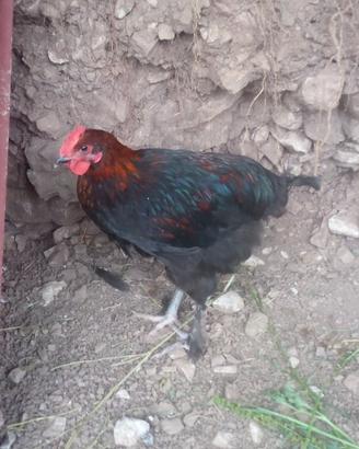 Marans novelle