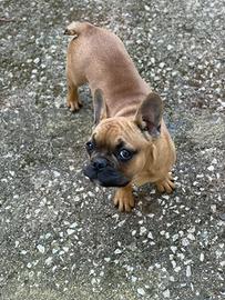 Bulldog Francese