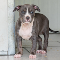 Ultima cucciola pitbull