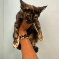 GATTINI 2/3 mesi trovatelli