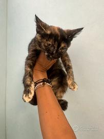 GATTINI 2/3 mesi trovatelli