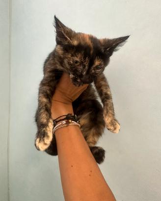 GATTINI 2/3 mesi trovatelli