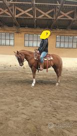 Castrone QH 5 anni domato