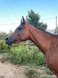 Cavallo purosangue arabo