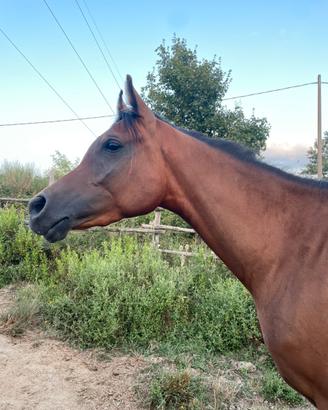 Cavallo purosangue arabo