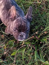 Bulldog francese con pedigree ENCI