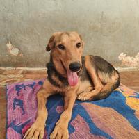 Giovane cane femmina baladi