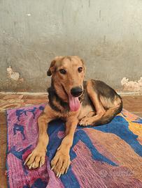 Giovane cane femmina baladi