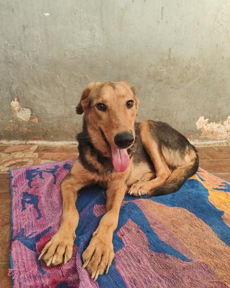 Giovane cane femmina baladi