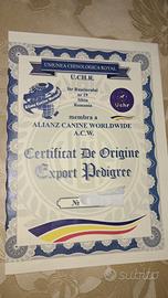 Disponibile per monta esemplare pastore Asia centr