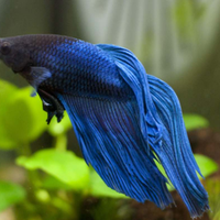 Betta Splendens xl pesce combattente