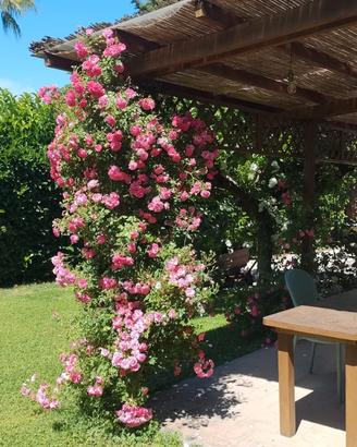 Villetta indipendente Maccarese