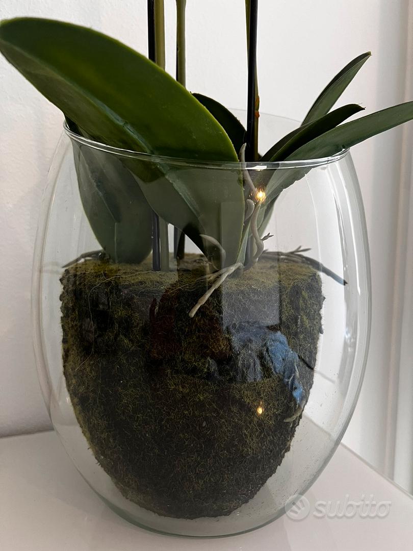 Orchidea edg con vaso - Arredamento e Casalinghi In vendita a Padova