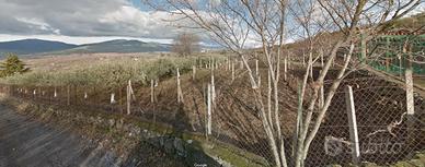 Bronte - Maletto - Uliveto-Vigneto+fabbricato