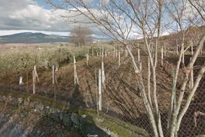 Bronte - Maletto - Uliveto-Vigneto+fabbricato