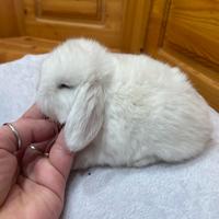 Coniglio minilop bianco