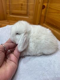 Coniglio minilop bianco