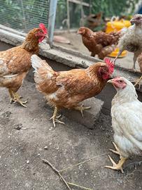 Galline ovaiole