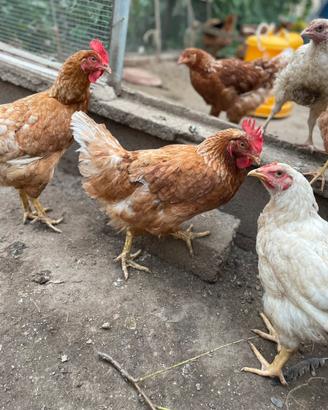Galline ovaiole