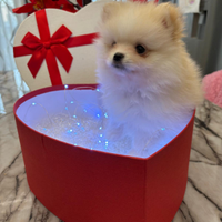 Cucciolo di pomerania