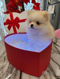 Cucciolo di pomerania