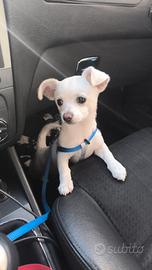 Cucciolo Chihuahua