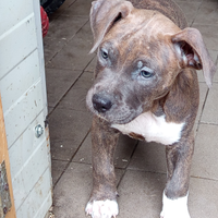 Cuccioli di american Staffordshire terrier