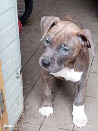 Cuccioli di american Staffordshire terrier