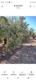 Terreno coltivato ad uliveto con impianto