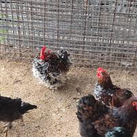 Gallo cocincina nana millefiori