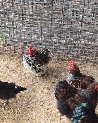 Gallo cocincina nana millefiori