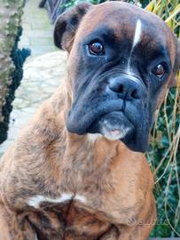 Cucciola boxer