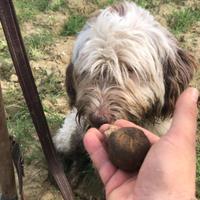 Cane da tartufi