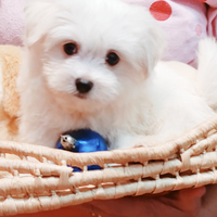 Mini Maltesi Cuccioli Vaccinati 3 mesi