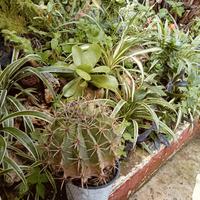 cactus 20 anni.