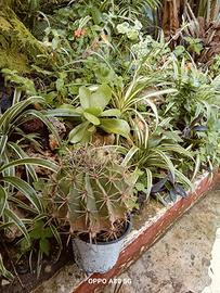 cactus 20 anni.