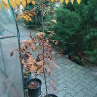 Juglans cinerea