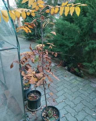 Juglans cinerea