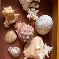 Conchiglie e coralli 