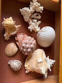 Conchiglie e coralli 