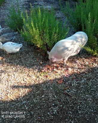 MAIALINA DA COMPAGNIA