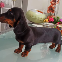 Cucciolo di bassotto con pedigree