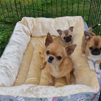 Kelly Chihuahua adulta pedigree Enci