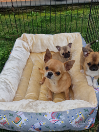 Kelly Chihuahua adulta pedigree Enci